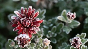 Przymrozki mogą osiągnąć choćby -4 stopnie Celsjusza! Prognoza pogody na czwartek, 2 października