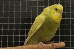 Nietypowy pasażer komunikacji miejskiej. Papużka czekała na autobus