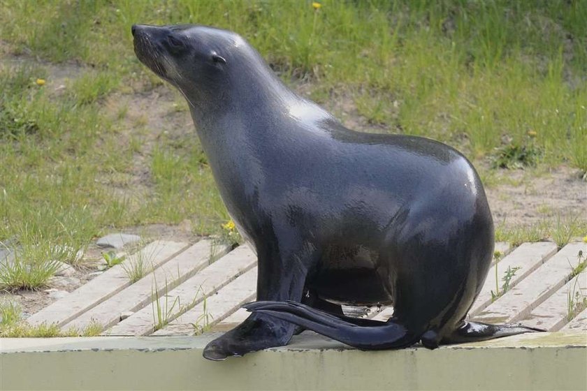 uchatka afrykańska, wrocław, zoo