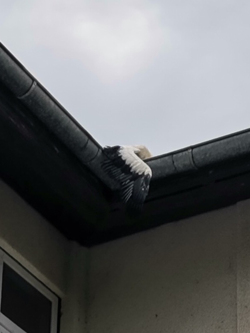 Mladunac rode povređen posle oluje