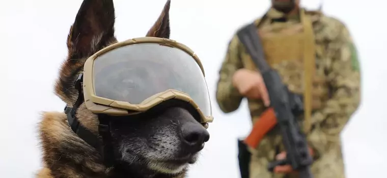 Z Rosją walczą też zwierzęta. Ukraińskie psy bojowe dostały specjalistyczny sprzęt