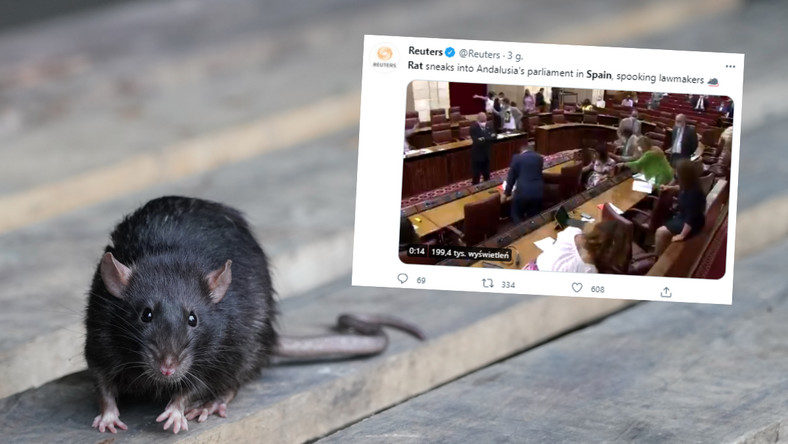 Andaluzja. Szczur przerwał posiedzenie parlamentu Andaluzji