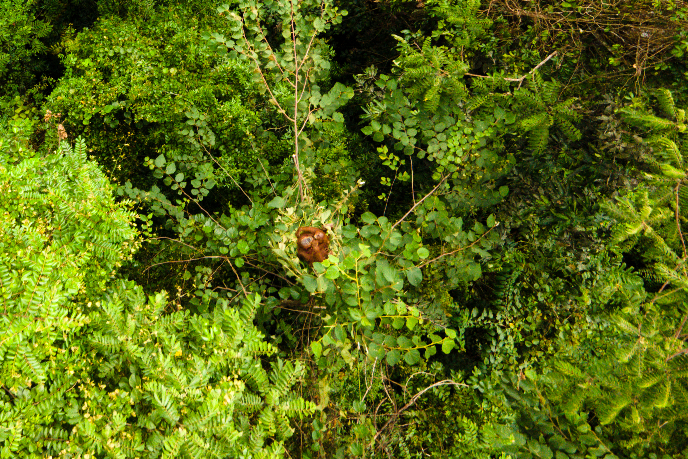 Inondations à Sumatra : l'orang-outan de Tapanuli menacé d'extinction