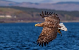 niezwykle-przyjemny-quiz-z-polskich-ptakow-2020-tylko-dla-orlow