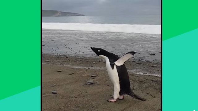 „Azt hittük plüss” - 3000 kilométerre az otthonától vetődött partra egy Adélie-pingvin