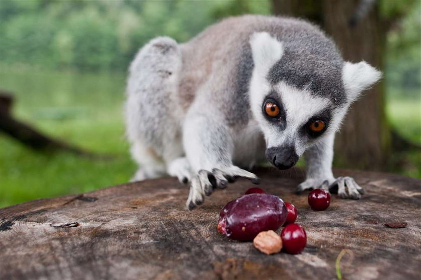 Madagaskar? Nie! Poznań!