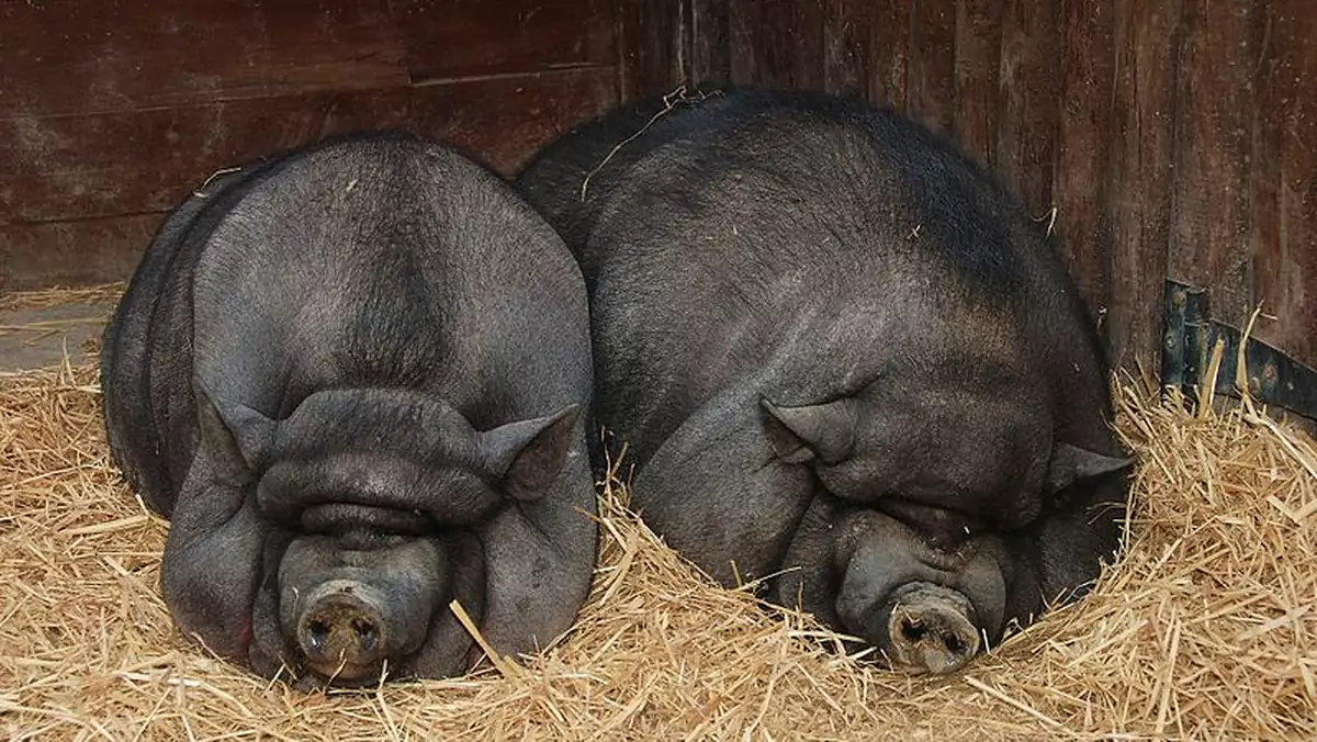 Ale Folwark - sympatyczna gra farmerska. W rzeczywistości tak słodko nie było...