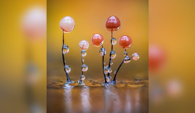 Vebov rad „Sjajna sluzava buđ“ osvojio je nagradu publike u makro kategoriji na Britanskim fotografskim nagradama za 2025. godinu | Foto: Barry Webb