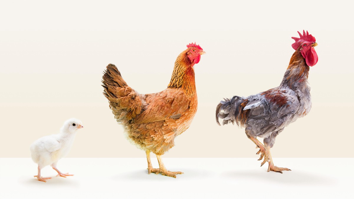 Rooster and hen standing with chick in studio