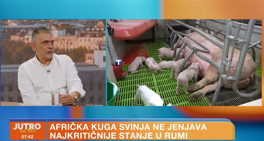Srećko Radojičić, afrička kuga svinja