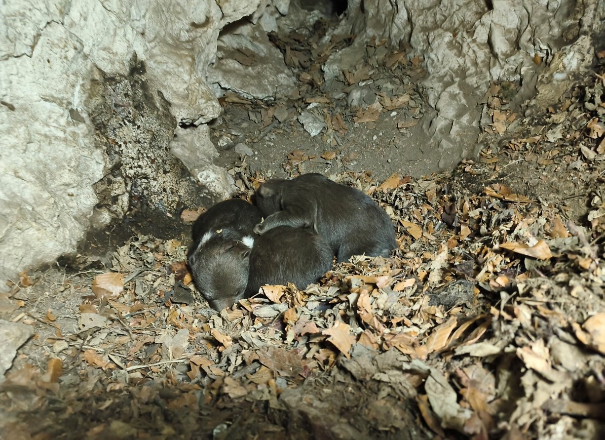 Aktivisti pripomenuli, že ochrana mláďat patrí medzi najsilnejšie inštinkty u medveďa. 