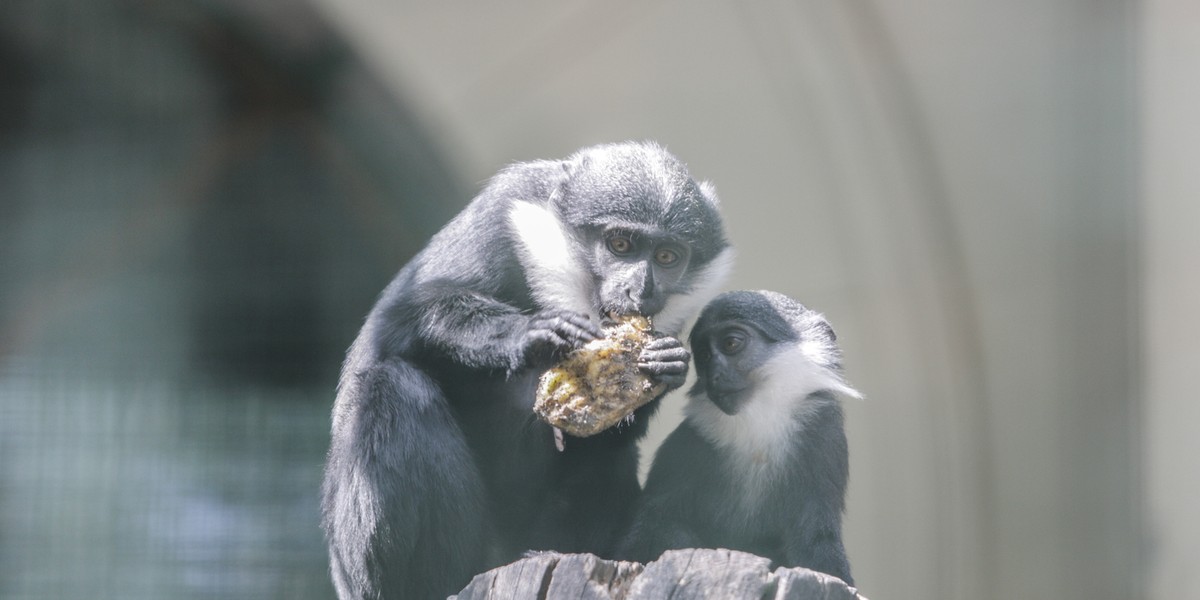 Koczkodan w zoo