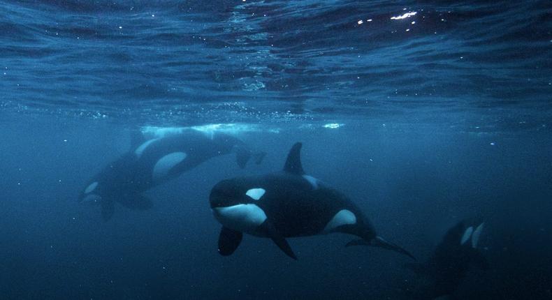 Orcas in Norway.Mike Korostelev/ Getty Images