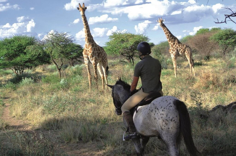 Żyrafy spotkane podczas wyprawy konnej do buszu, fot. JP