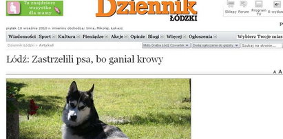 Kto jest winien? Zastrzelili psa, bo...