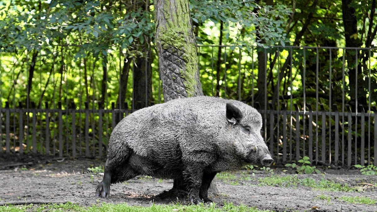 Dziki żerujące na trawnikach w gdańskim pasie nadmorskim to prawdziwa zmora. Miasto podjęło już decyzję o wybudowaniu odłowni, dzięki której dziki mają zniknąć z Parku Reagana.