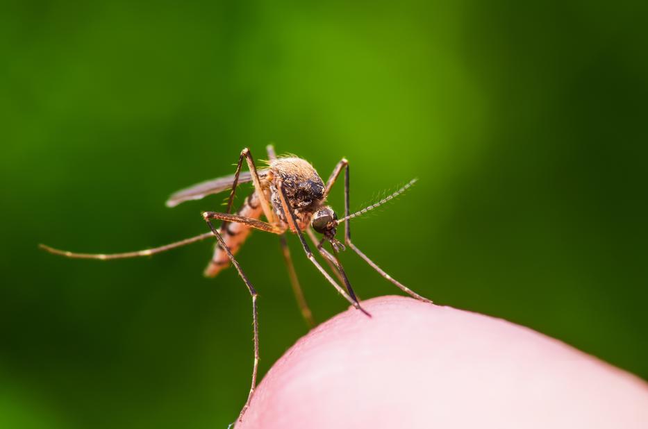 A bosszantó szúnyogok is eltűnhetnek, de
az is veszélyes lehet / Fotó: iStock