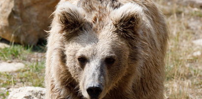 Inwazja niedźwiedzi na rosyjskie wyspy