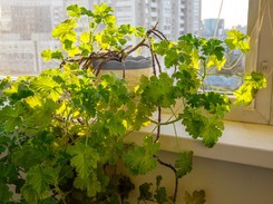 W PRL mieli ją wszyscy. Ma fantastyczne właściwości prozdrowotne