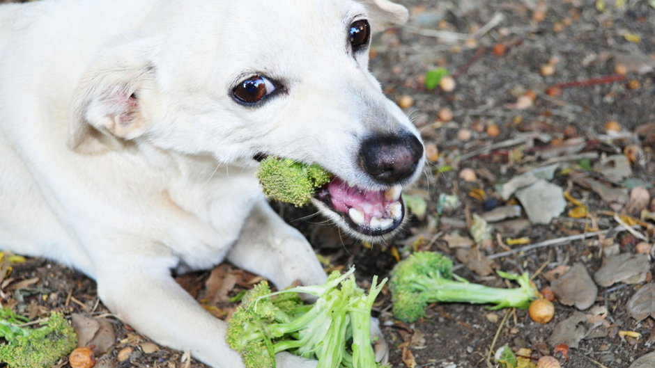 Warto na stałe umieścić brokuł w psiej diecie