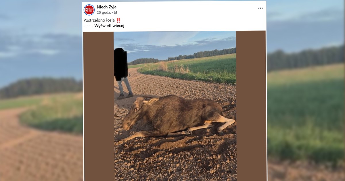 Koszmar w polu kukurydzy. Konała cała noc. Gdy przekręcili ją na bok, dokonali szokującego odkrycia