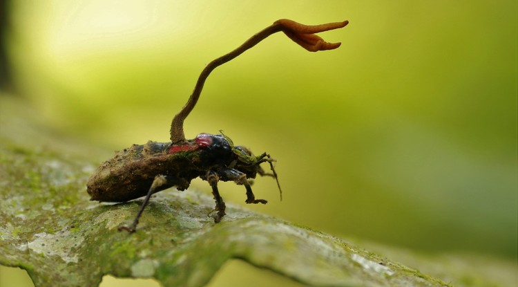 Cordyceps fungus által bevégzett rovar.