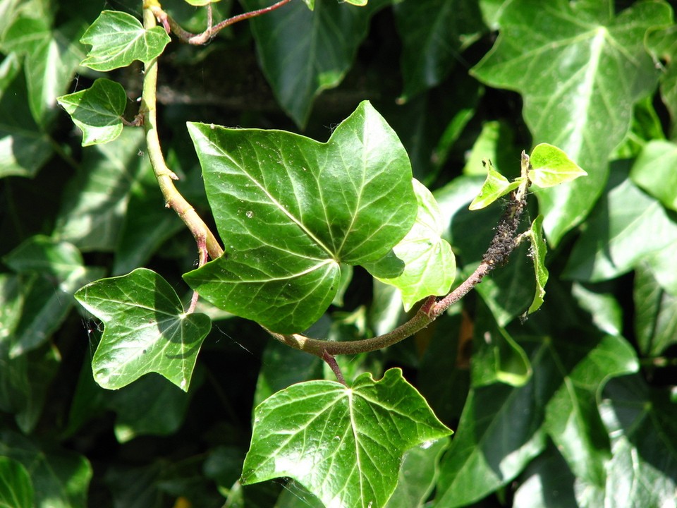 Bluszcz pospolity (Hedera helix L.) 