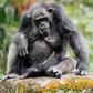 Portrait of a chimpanzee and child