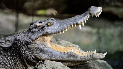 Rémálommá változott az álomutazás: kamu túravezető miatt támadt a krokodil az ikertestvérekre