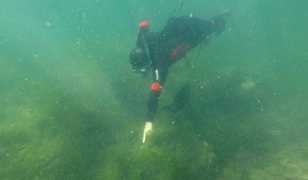 Jadranom se širi najopasnija invazivna vrsta