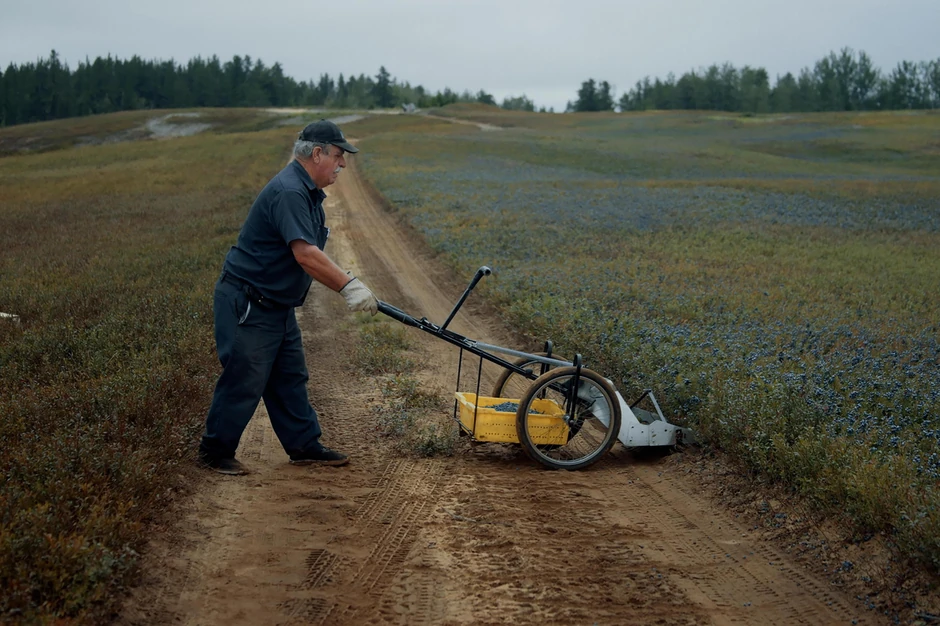 BOROVNICA BLUZ  STILL