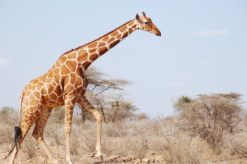 Reticulated giraffe - Giraffa tippelskirchi (c) GCF