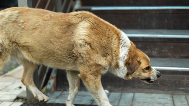 szczepienie-psa-wscieklizna-nowe-przepisy-2026