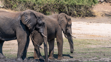 Zgoda na ograniczenie sprzedaży dzikich słoni do zoo