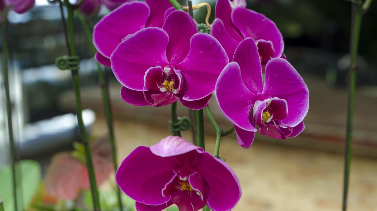 Te is szereted az orchideákat? Íme a tökéletes módszer, amitől a tiéd is ragyoghat