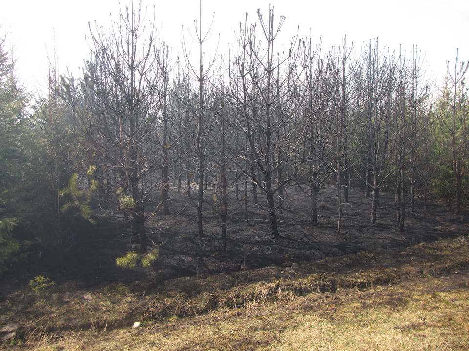 Pożar w okolicach Długopola, spłonęło 15 hektarów