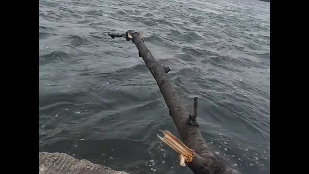 Pecanje uz pomoć grane