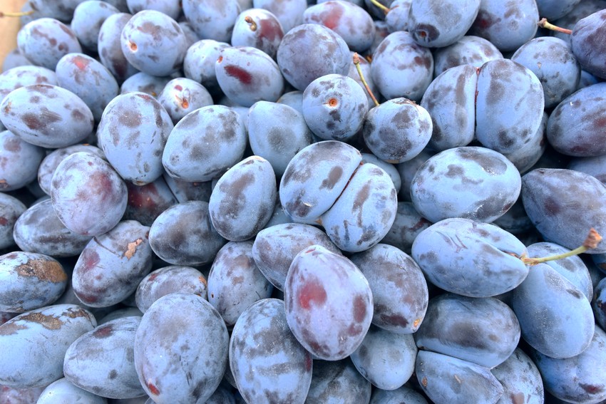 Trenutna najviša cena šljiva je ista kao i breskvi - 300 dinara kilogram