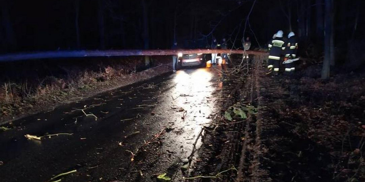 Horror na Opolszczyźnie. W jednej chwili padło stado krów