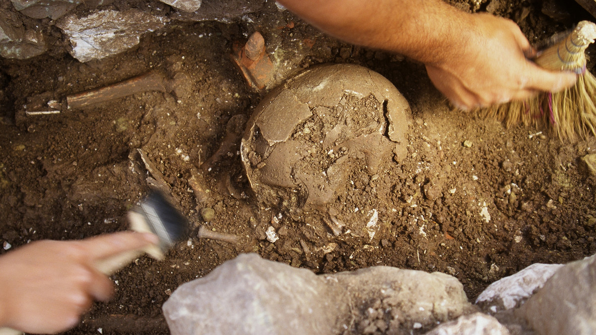Archeolodzy odnaleźli niedawno szkielet kilkuletniej dziewczynki na przykościelnym cmentarzysku w Świeciechowie Poduchownym obok Annapola. Ożywiło to hipotezę o córce Jana Kochanowskiego, której babcia żyła na tych ziemiach, a być może przebywali tam również sami Kochanowscy - informuje "Dziennik Wschodni".