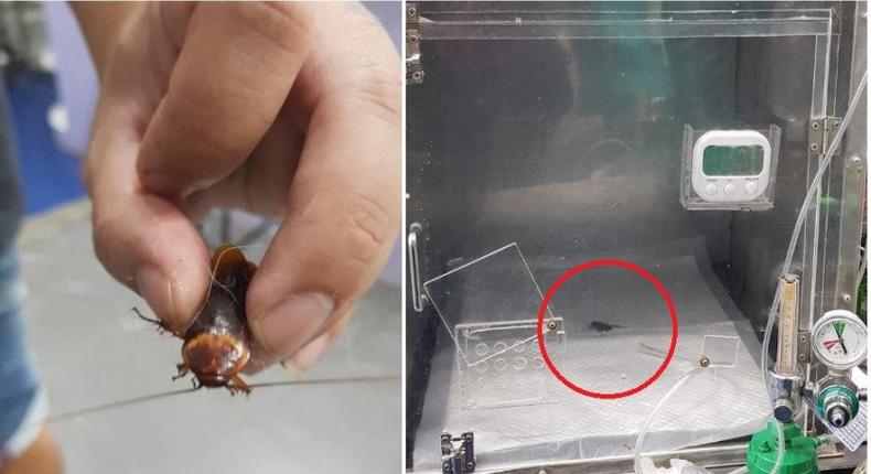 Man takes injured cockroach to veterinary hospital for treatment