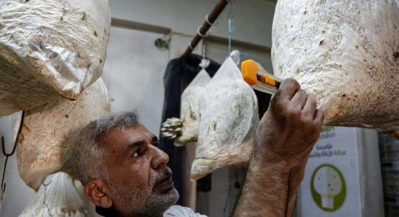 A Syrian man cuts holes in plastic bags used to grow mushrooms in the rebel-held town of Douma on the outskirts of Damascus on August 2, 2017