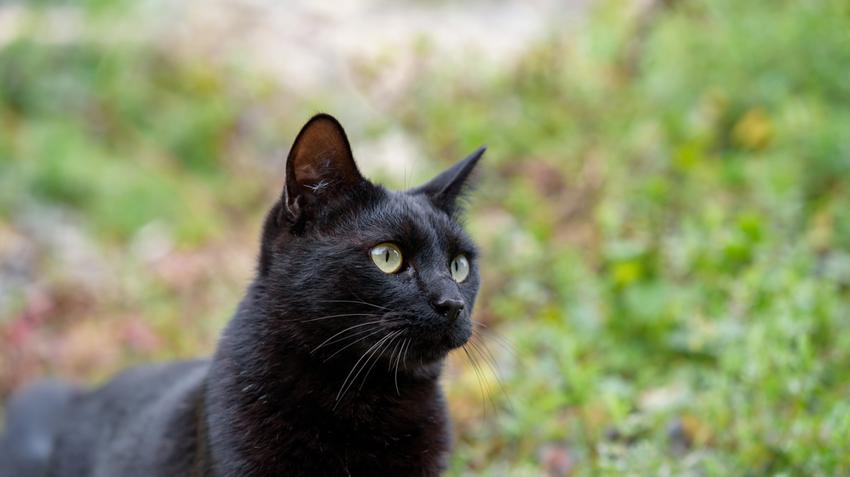 fekete macska, tűzoltó, macska, mentő