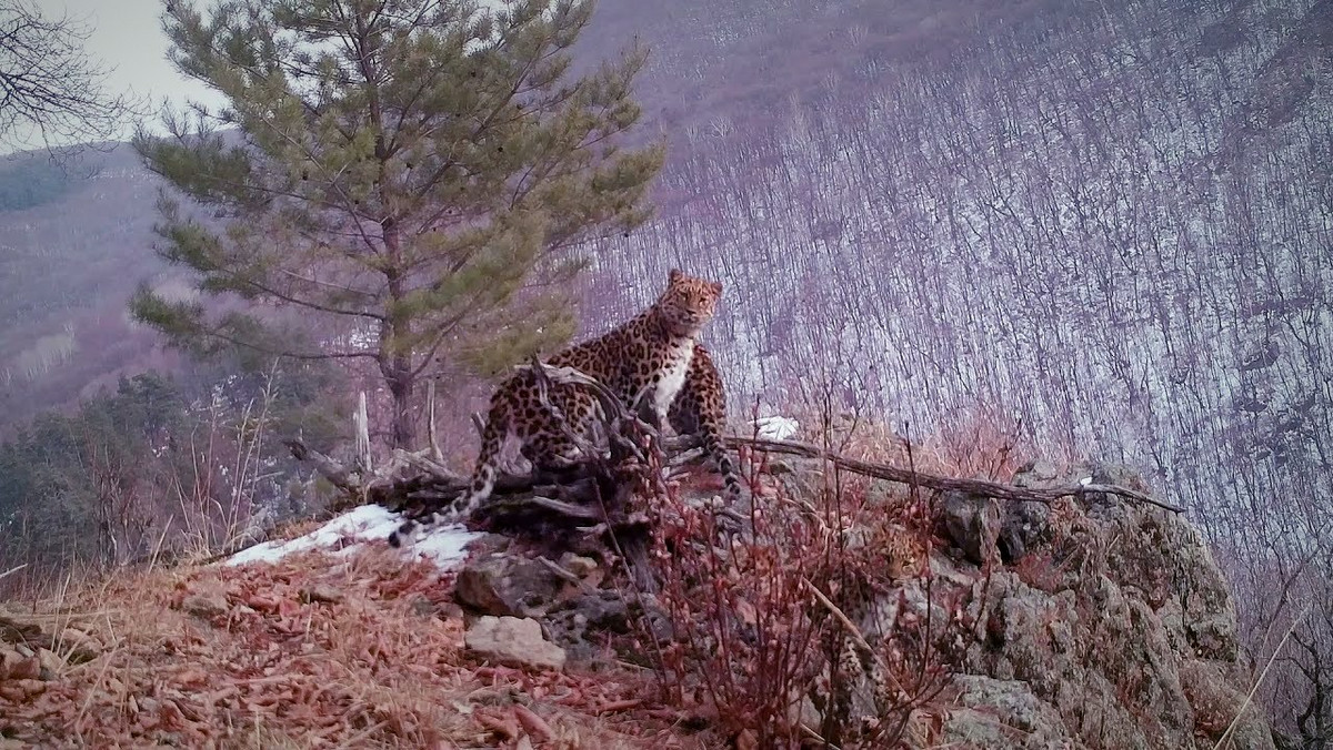 Rosyjscy naukowcy opublikowali w piątek nagranie samicy rzadkiego lamparta amurskiego z trzema młodymi. Film z rezerwatu na Dalekim Wschodzie ma stanowić dowód skuteczności wysiłków tego kraju na rzecz zwiększenia populacji tego zagrożonego gatunku.