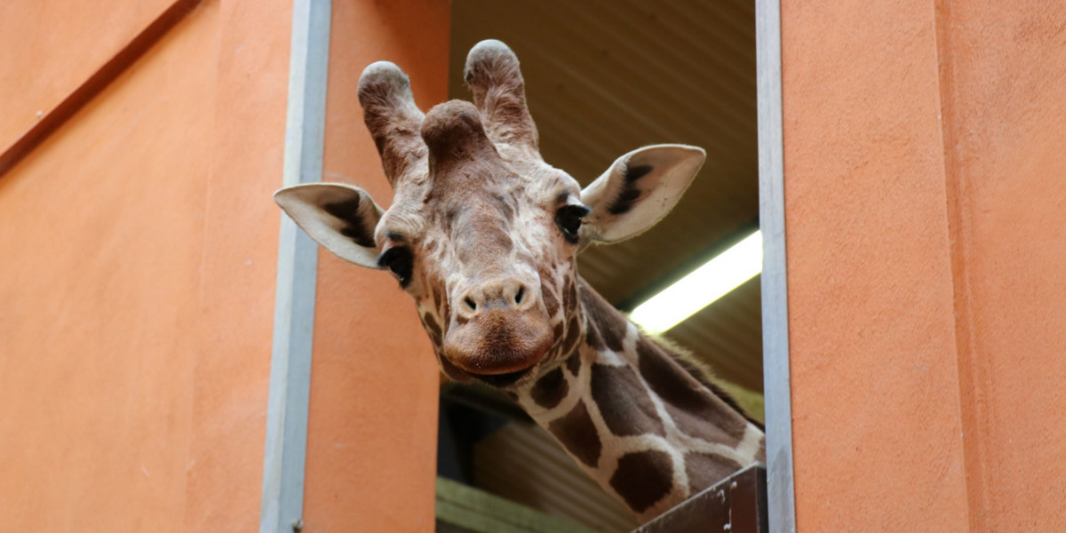 Ignaś samiec żyrafy siatkowanej  został przywieziony do Śląskiego Ogrodu Zoologicznego w Chorzowie. 