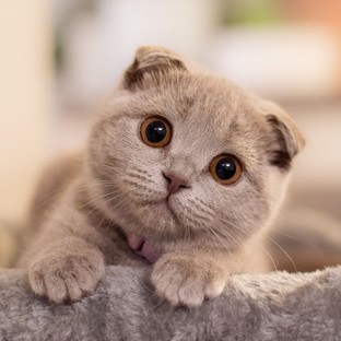 Piromániás macska okozott lakástüzet Pécsett