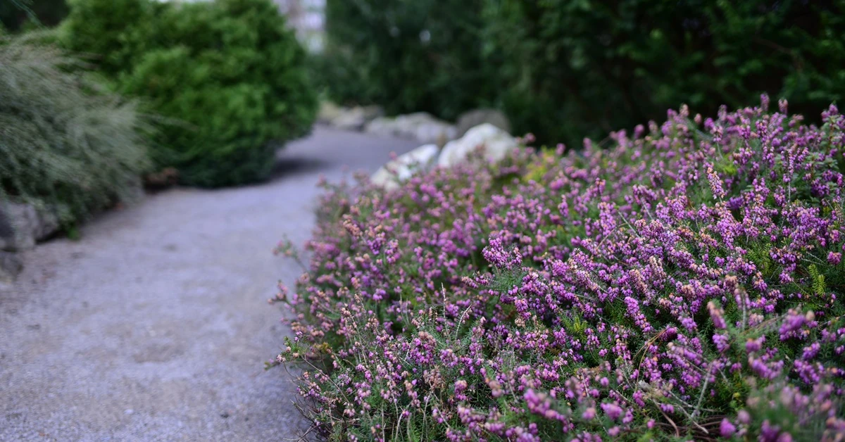 Jak nawozić wrzosy jesienią?