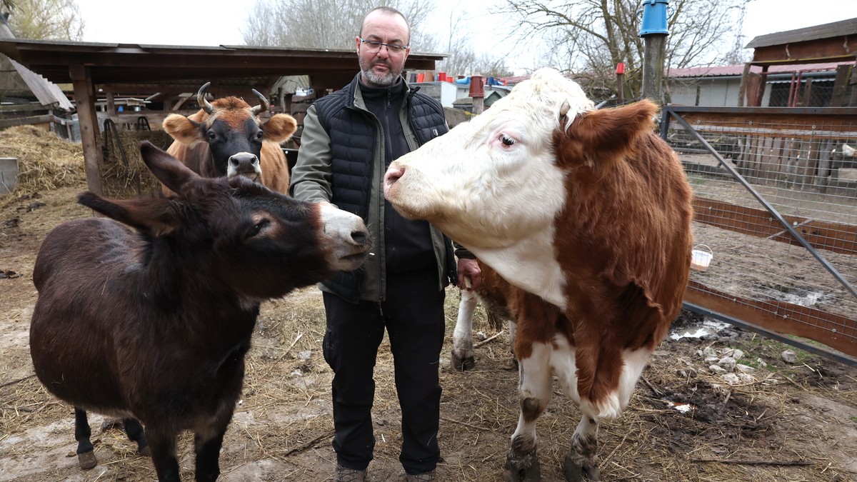 Gödöllői nyugdíjasként élnek a filmvilág állatszínészei