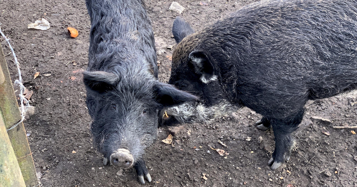 Osiek: świnie zjadły właściciela czy można je uratować