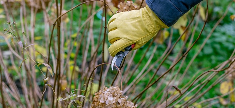 Czy hortensje przycina się na zimę? Obcinać przekwitłe kwiaty jesienią czy lepiej zostawić do wiosny
